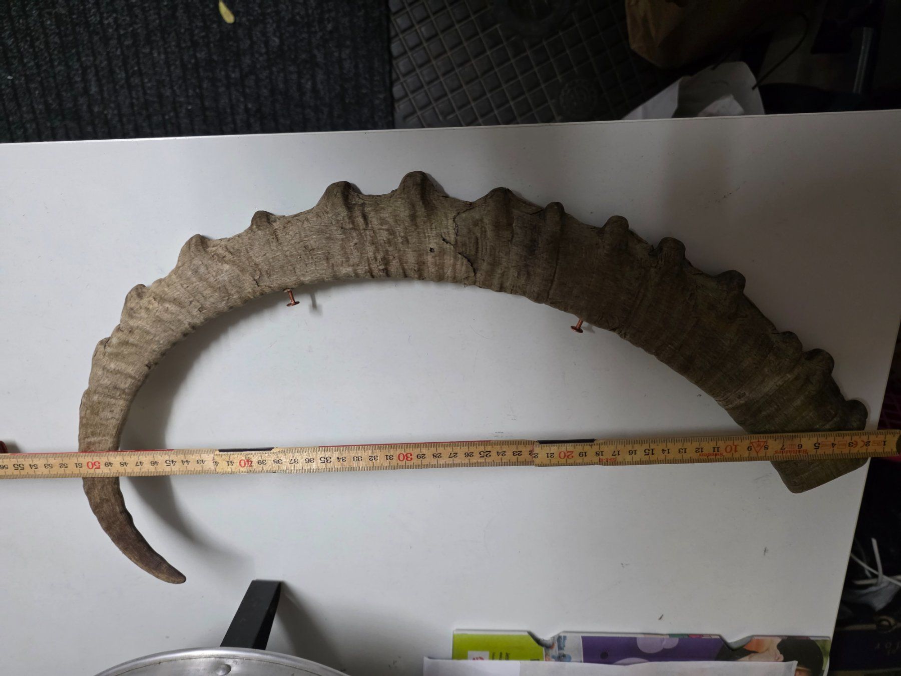 Il mondo degli animali: Steinbock Horn Dekoration – Usato da Dorf venduto da Echo_Elements 5