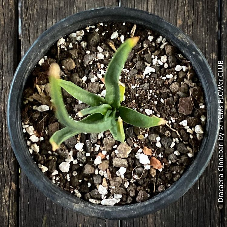 Dracaena Cinnabari - Socotra-Drachenbaum aus Samen gezogen (Nuovo e  nell'imballaggio originale) a Adliswil per CHF 104  con consegna |  Acquista su Ricardo
