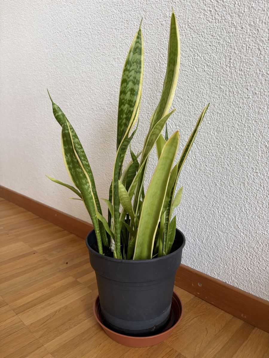 Plantes & graines: Bogenhanf Sansevieria im Topf  – D'occasion à Baar par annasorbian