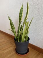 Bogenhanf Sansevieria im Topf 