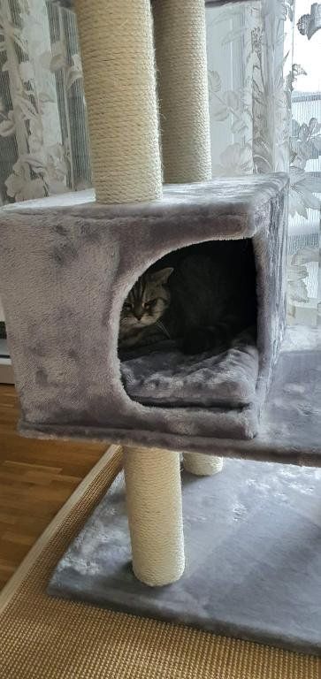 Arbres à chats: Katzenbaum Locarno montiert grau oder creme Fabrikneu – Neuf avec emballage d'origine à Wetzikon ZH par Jisidor 1