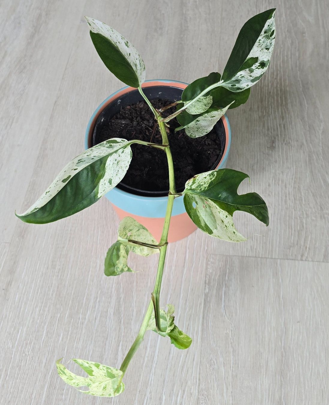 Piante & sementi: Epipremnum marble variegata – Nuovo (secondo la descrizione) da Aarburg venduto da Glitzerschein 2