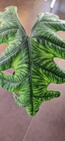 🤩Alocasia Jacklyn Narrow Rhizom 