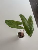  Alocasia Pink Dragon Aurea Rhizom 4/4