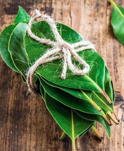 50 duftende Blätter von frischem Tessiner-Lorbeer (Neu und ...