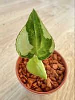 Syngonium T25 – rooted baby plant 🌱