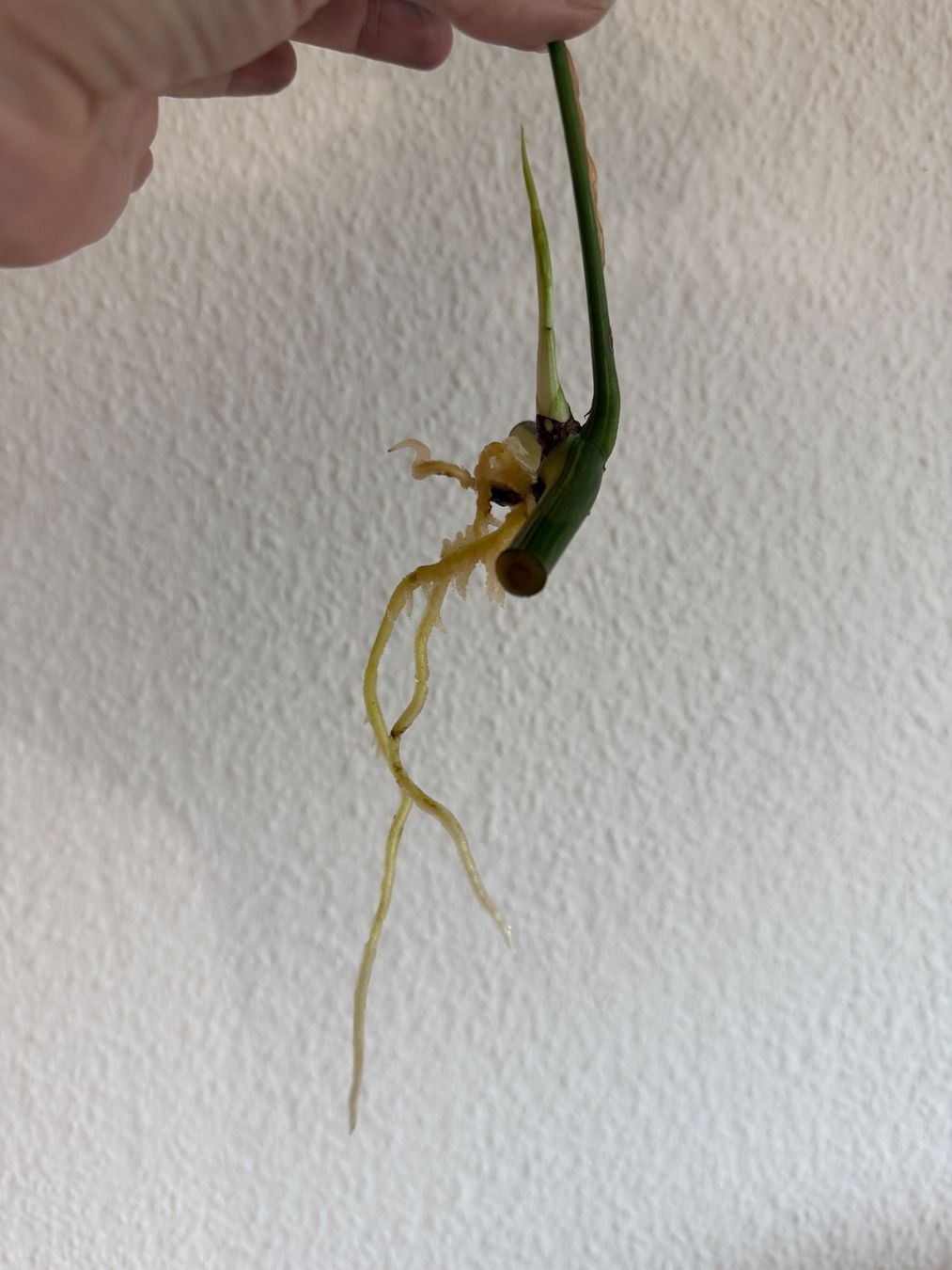 Piante & sementi: Monstera Minima variegata – Usato da Luzern venduto da Pegasus003 1