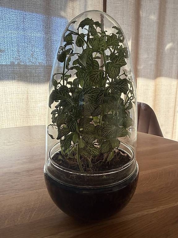 Terrario: Fittonia im Glas Terrarium  – Usato da Bülach venduto da JankaV