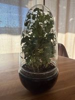 Fittonia im Glas Terrarium 