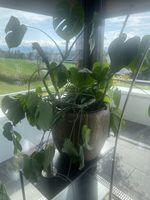 Monstera Pflanze, Höhe ca. 1 m, guter Zustand
