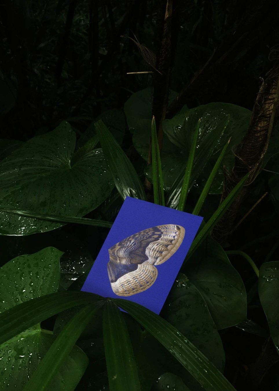 Cartoline: N° 14 Moon Fluttering – Nuovo e nell'imballaggio originale da Zürich venduto da BienvenueStudios 4