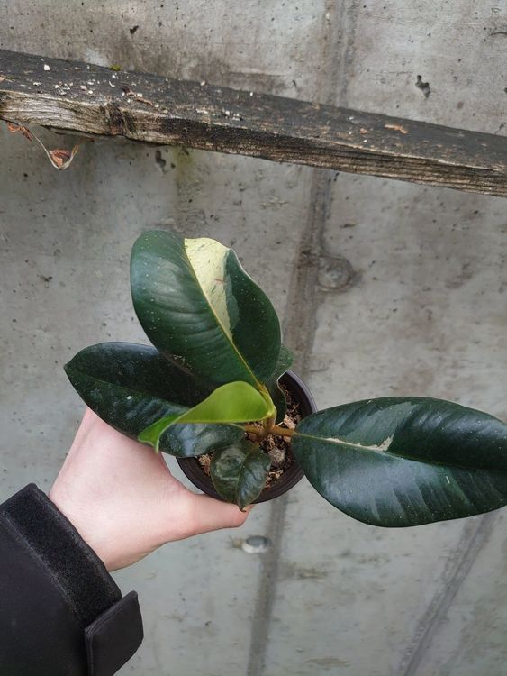 Ficus elastica 'Shiveriana Moonshine' | Kaufen auf Ricardo