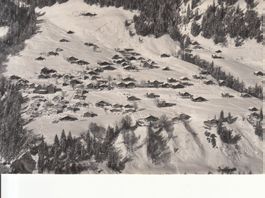 Schlegeli 1965