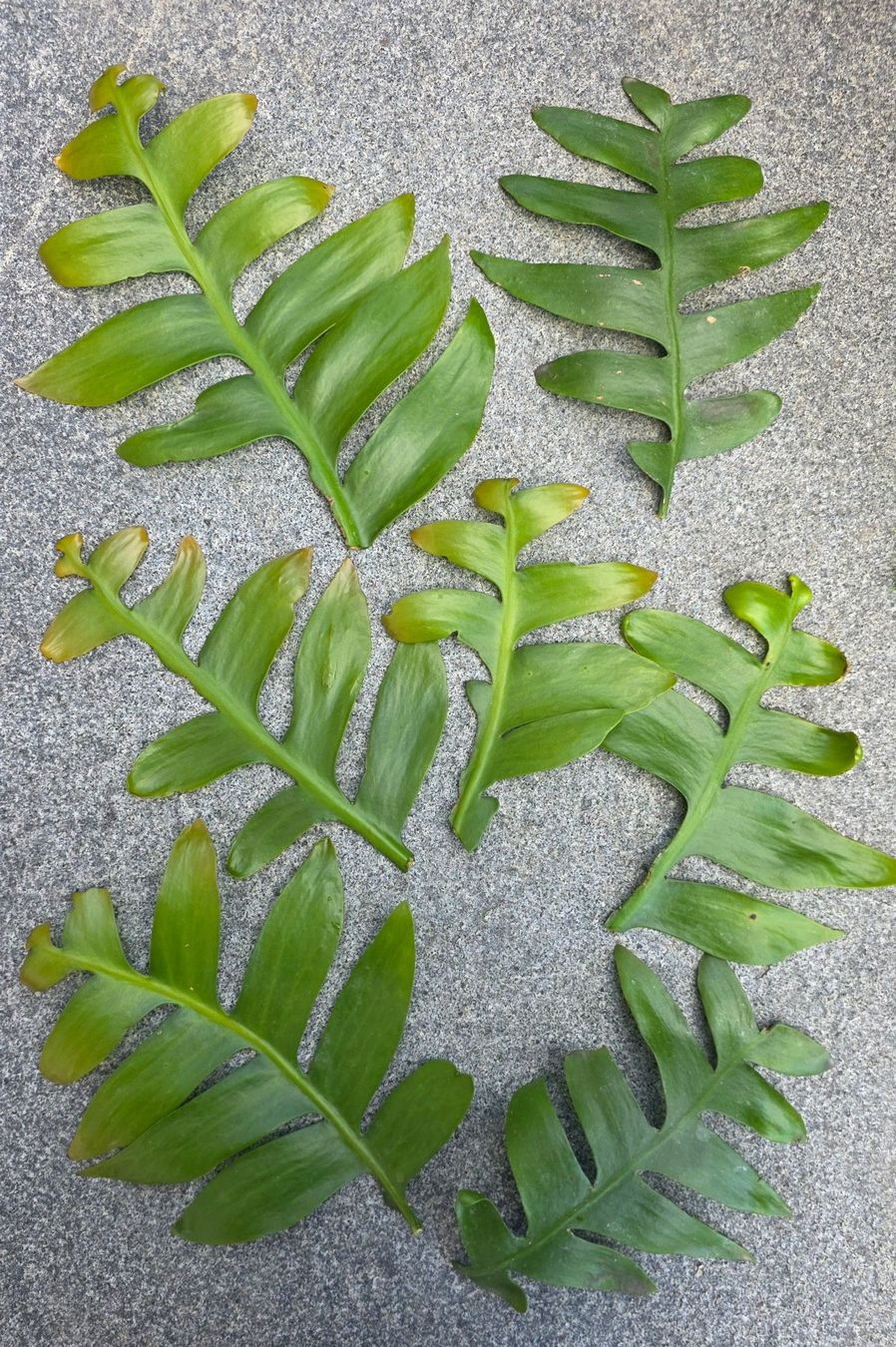 Plantes & graines: Epiphyllum chrysocardium Ableger – D'occasion à St.Erhard par Plumilandschweiz 1