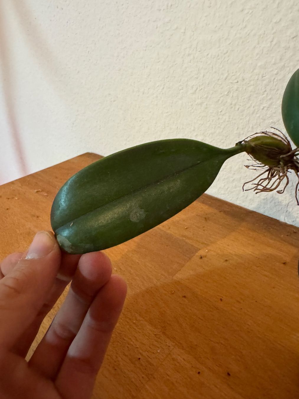 Plantes & graines: Bulbophyllum weberi – D'occasion à Männedorf par mrclst 1