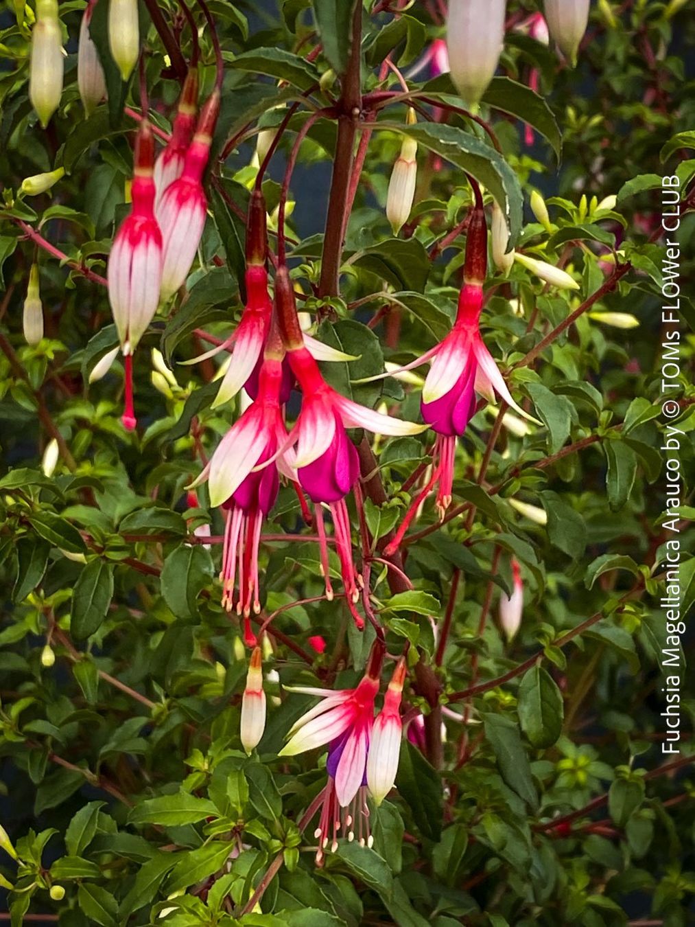 Piante & sementi: Fuchsia Magellanica Alba oder Arauco - winterharte Sorten – Usato da Adliswil venduto da asTOMas963 5