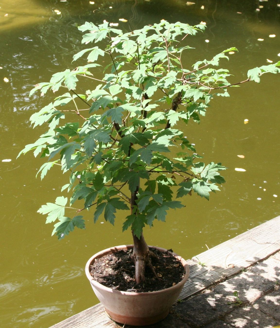 Piante & sementi: BONSAI  -  Zimt-Ahorn – Nuovo (secondo la descrizione) da Gretzenbach venduto da Sikim