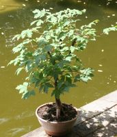 BONSAI  -  Zimt-Ahorn