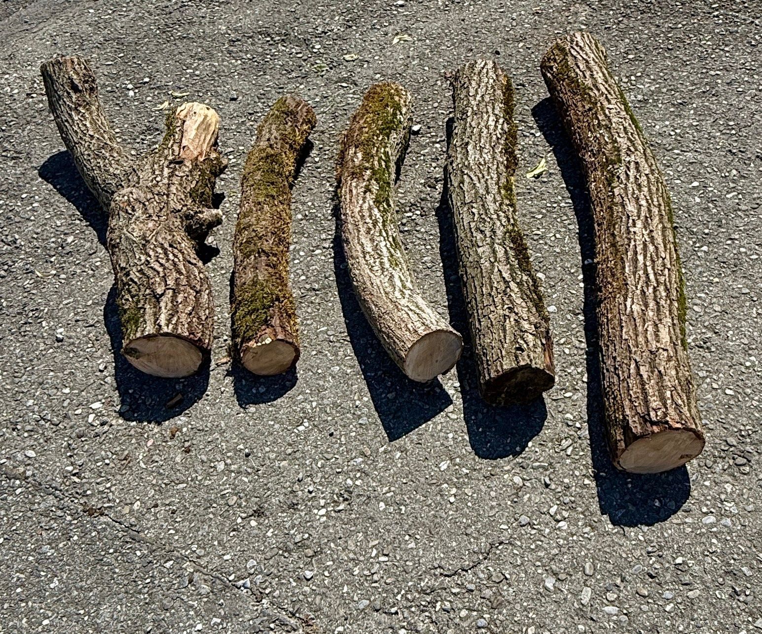 Holzartikel: 5x Schweizer Linde Berner Oberland Baumstamm – Gebraucht aus Heiligenschwendi von Bgb623
