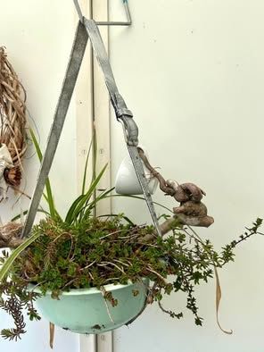 Piante & sementi: Blumenampel – Nuovo (secondo la descrizione) da Frauenfeld venduto da Irene.Schuppli 3