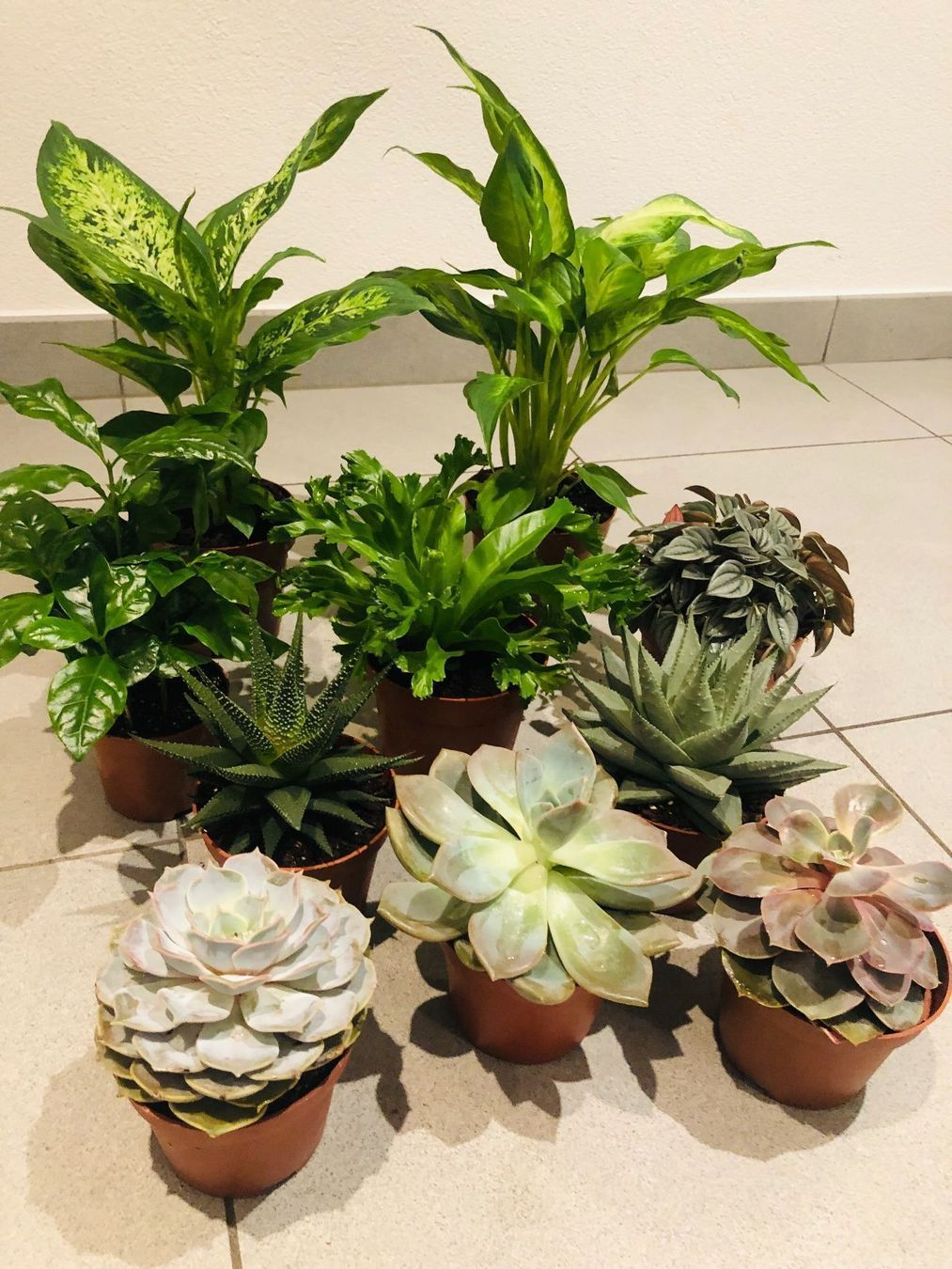Pflanzen & Samen: 10 STK Sammlung von Pflanzen 10-30cm – Neu und originalverpackt aus Rovio von POSITIFFARTandPLANTS 8