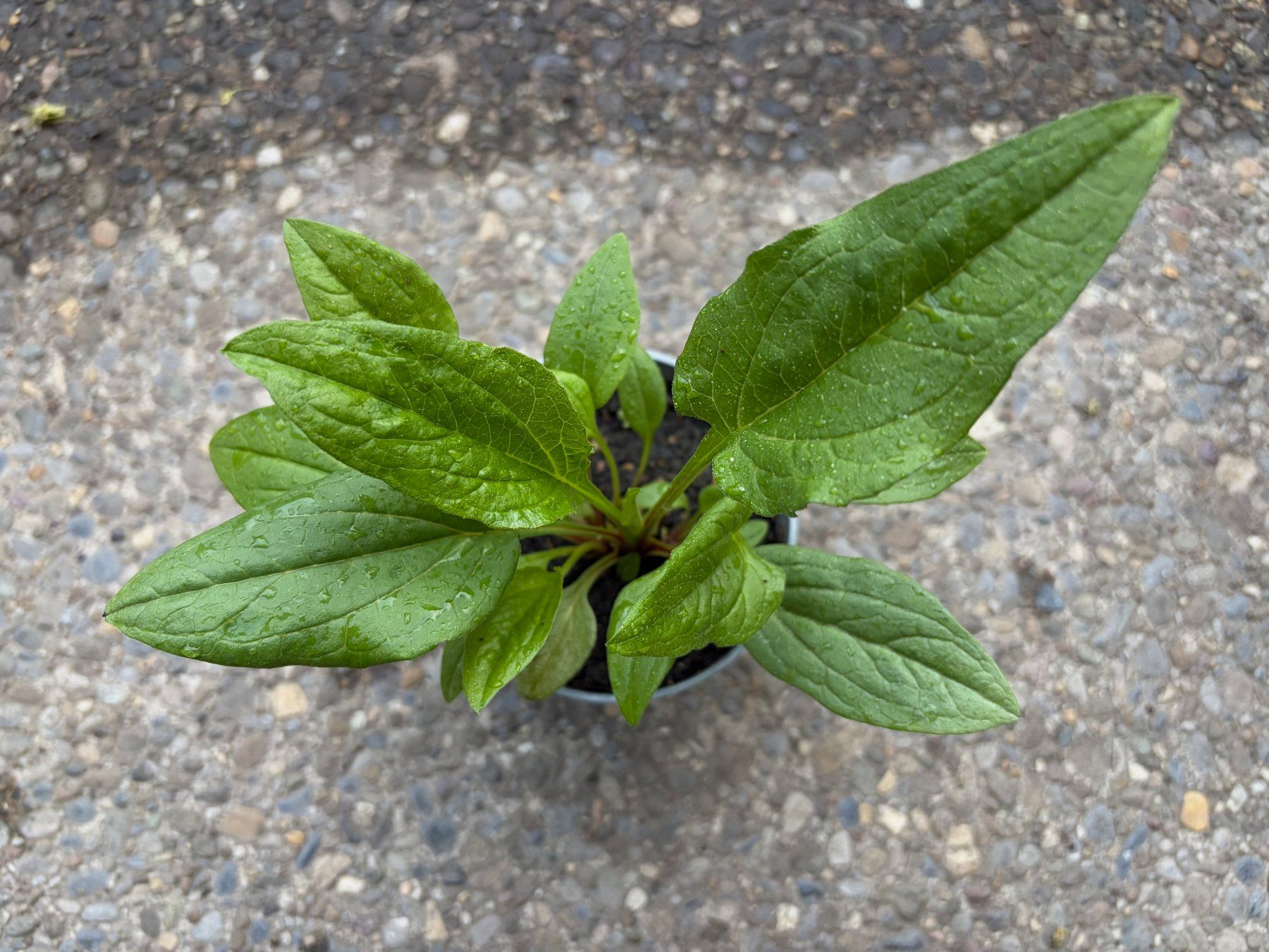 Piante & sementi: Echinacea purpurea (Roter Sonnenhut) – Usato da Winterthur venduto da Aniger 3