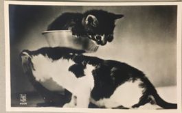 Katzen, Fotokarte