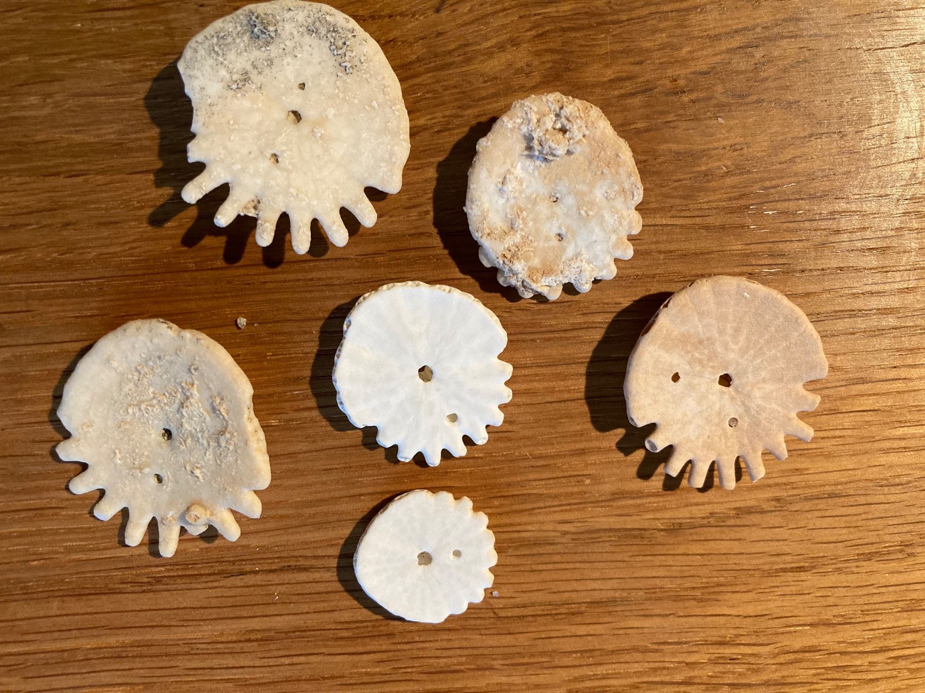 Fossili: Heliophora Sanddollar – Usato da Grosswangen venduto da arum01 2