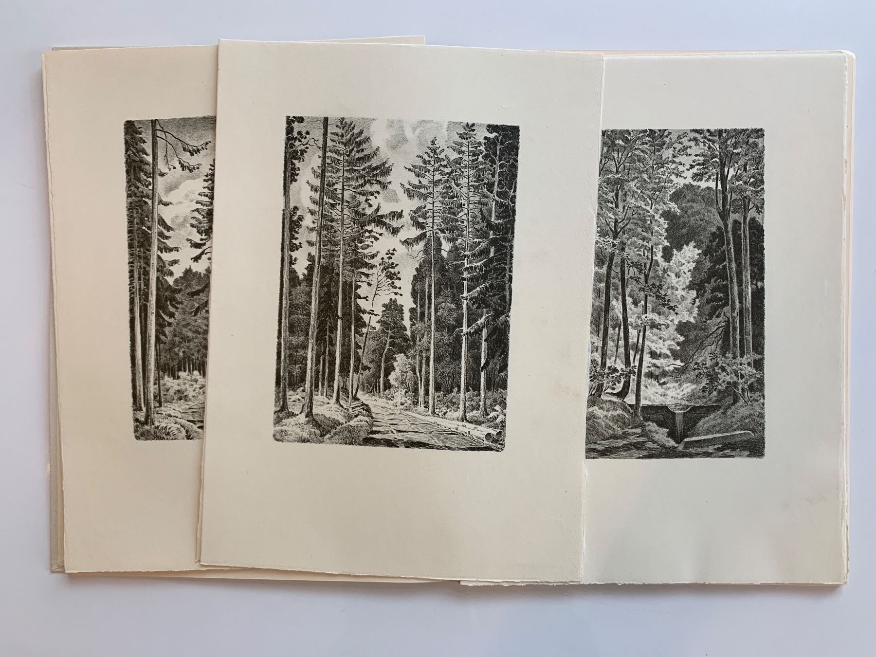 Grafica & Litografie: Litographie - Wald und Baum von Carl Moos – Usato da Zürich venduto da ZuercherBrockenhaus 4