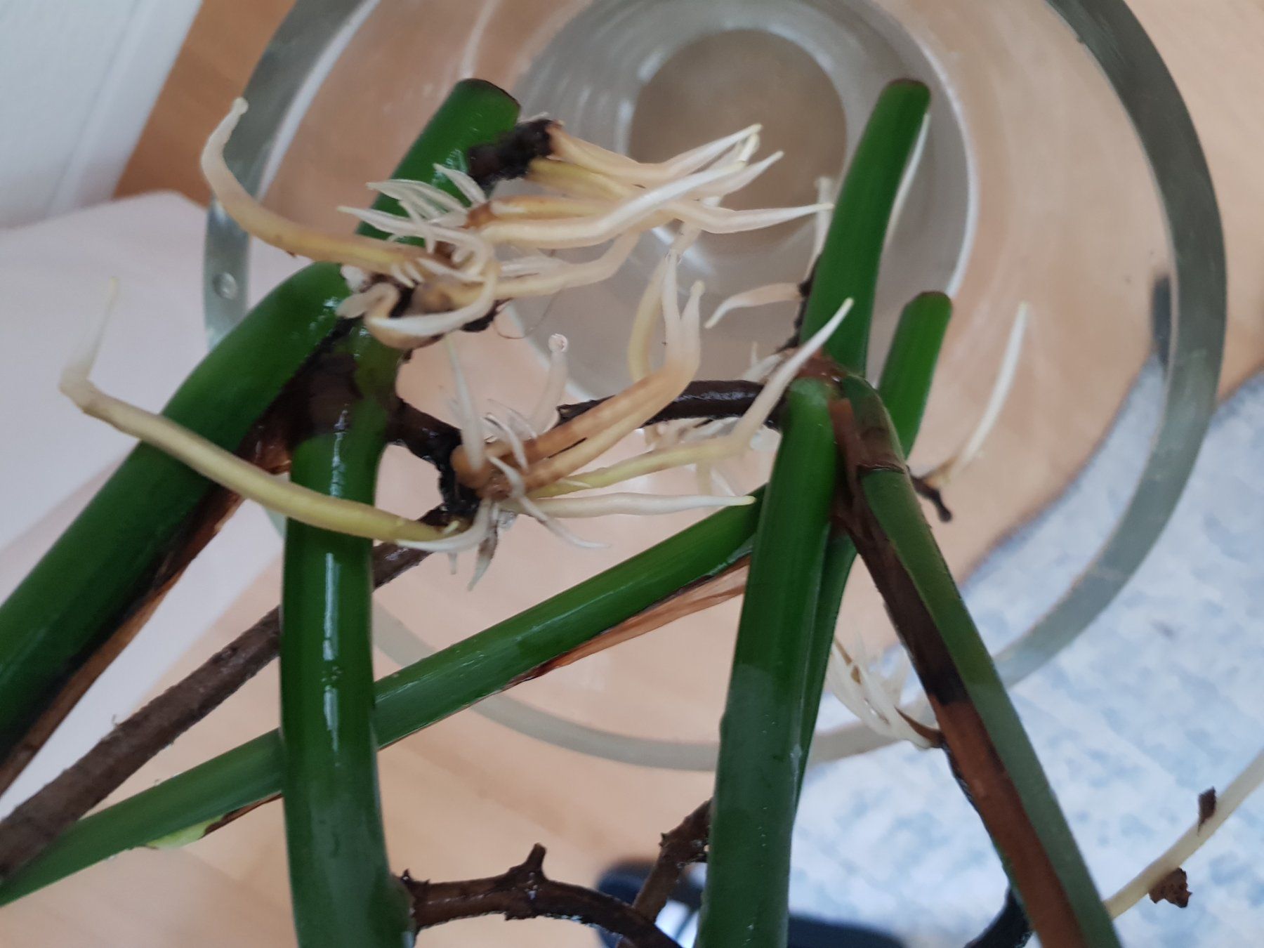 Piante & sementi: 3 Monstera Stecklinge in Wasser – Usato da Zürich venduto da Asti10 2