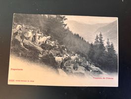 Ancienne carte postale chèvres/Alte Postkarte Ziegenherde