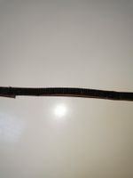 Hobby horse stirnriemen