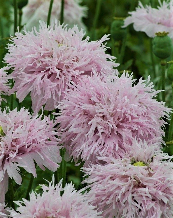 Pflanzen & Samen: 500 Samen Mohn LILAC POMPOM – Neu (gemäss Beschreibung) aus Ehrendingen von VerveinaSamen 1