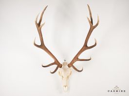 Hirsch Geweih Trophäe – Vintage Jagdtrophäe