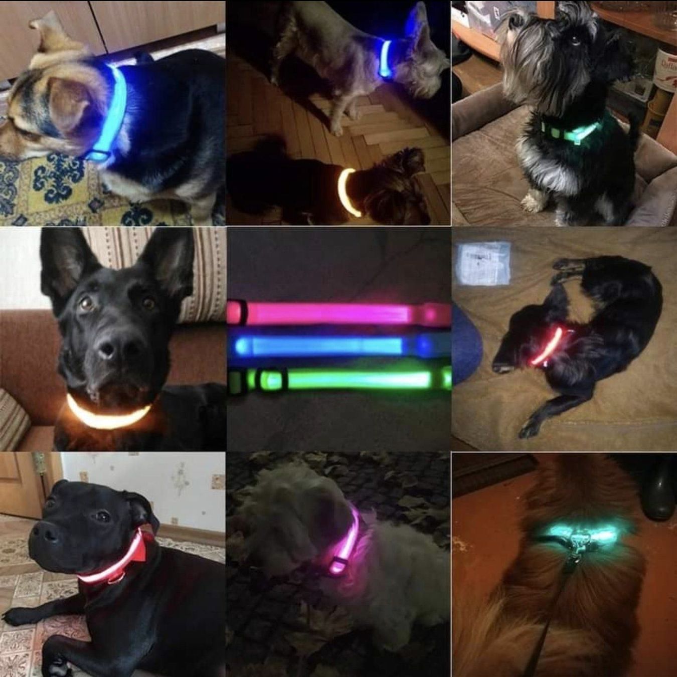 Guinzagli & Collari: LED Hundehalsbänder 40-48cm – Nuovo e nell'imballaggio originale da Zürich venduto da Edelshop