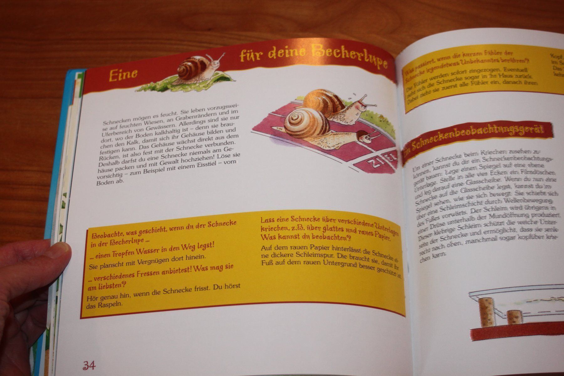 Bücher: mein erstes Becherlupenbuch – Gebraucht aus Wenslingen von Strick4Alpaca 2