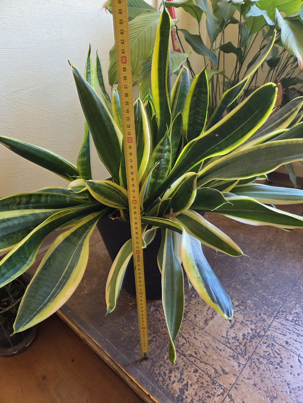 Plantes & graines: Bogenhanf – D'occasion à Wädenswil par weihpos 2