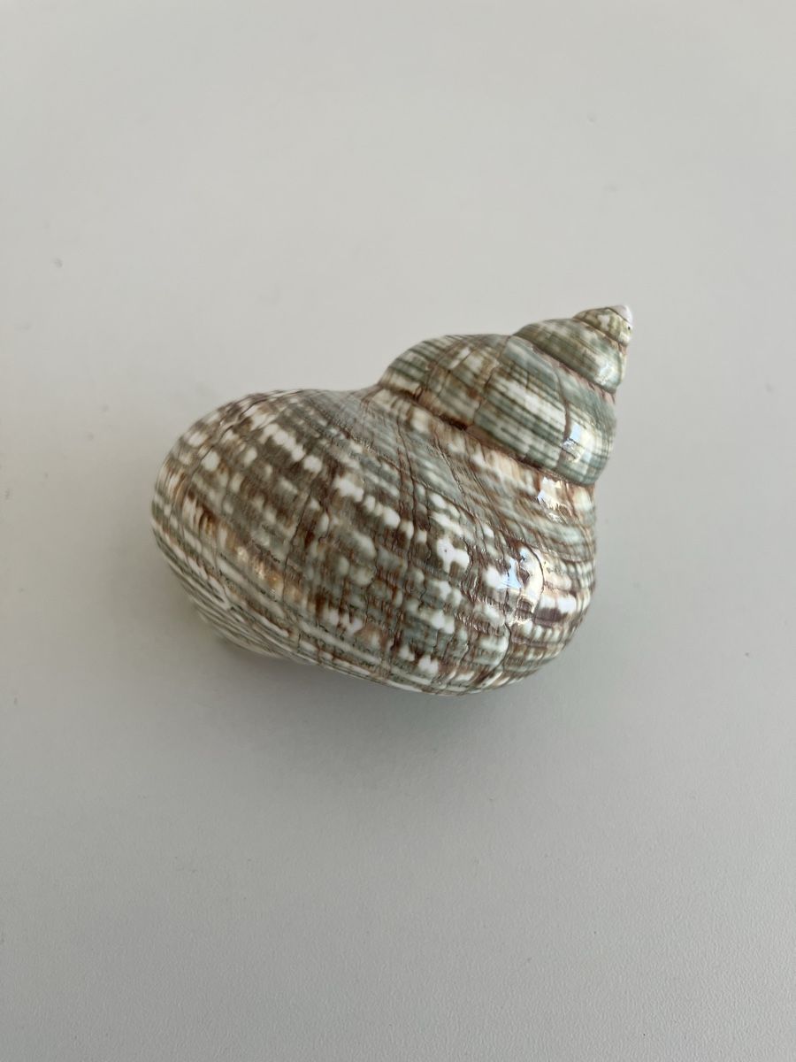 Tutte le decorazioni: Meeresschnecke – Usato da Wetzikon ZH venduto da seli03 6