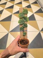 Monstera Dubia