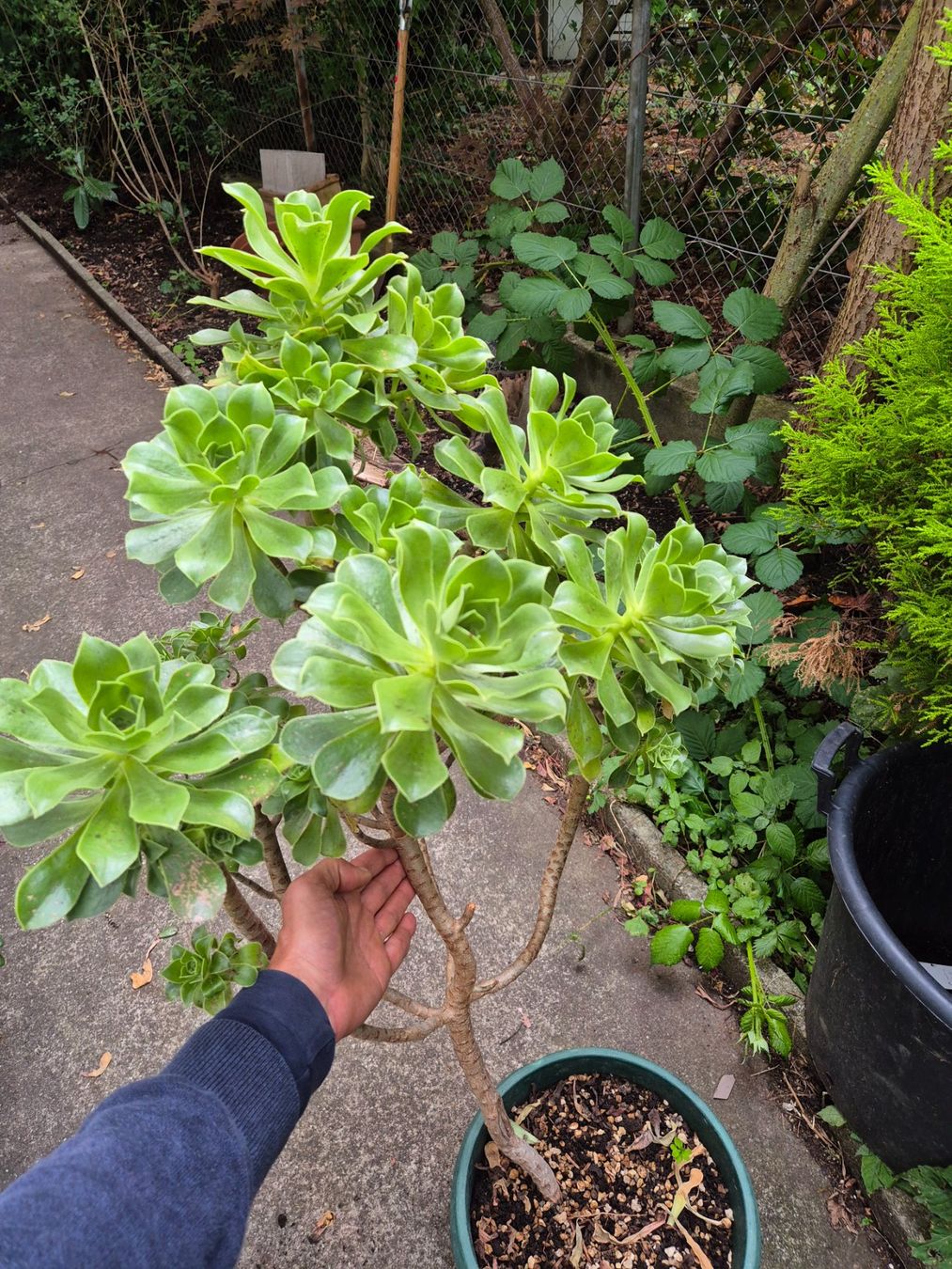 Piante & sementi: Dickblattrosette Aeonium Arboreum – Usato da Dietikon venduto da til_k6qc 1