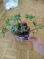 Schöne Crassula Gollum Zimmerpflanze