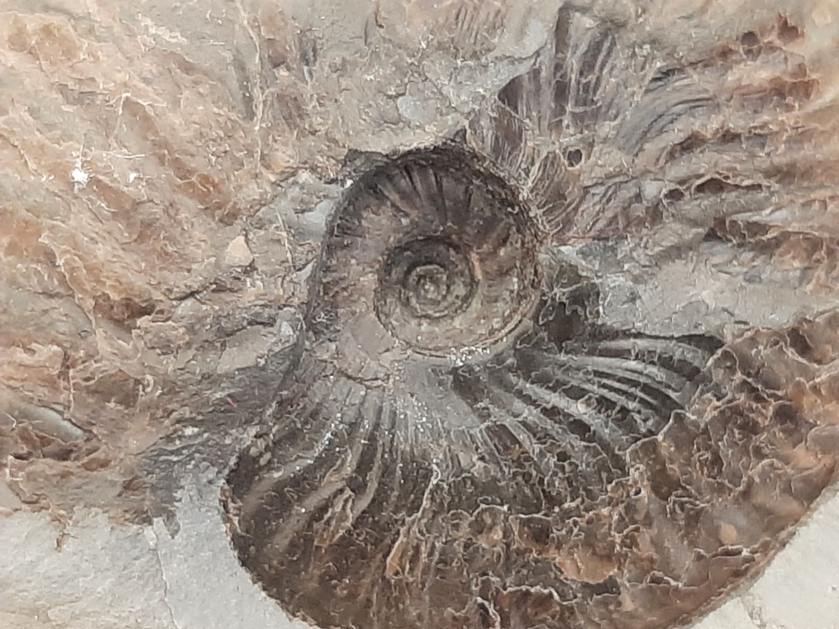 Fossili: Zwei Ammoniten England – Usato da Rickenbach BL venduto da Oktober68 4