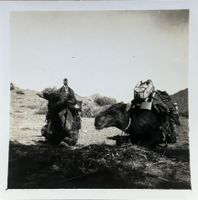 Privatfoto, Unikat, 1940er - Ägypten, Kamele, Kamel