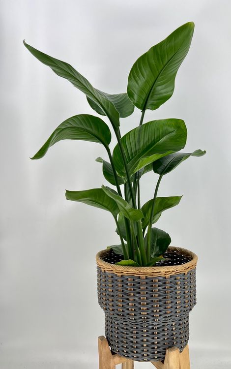 Strelitzia Nicolai Kaufen auf Ricardo