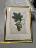 Antiker Druck Trauben Vitis Vinifera, Vin Blanc, SBein.