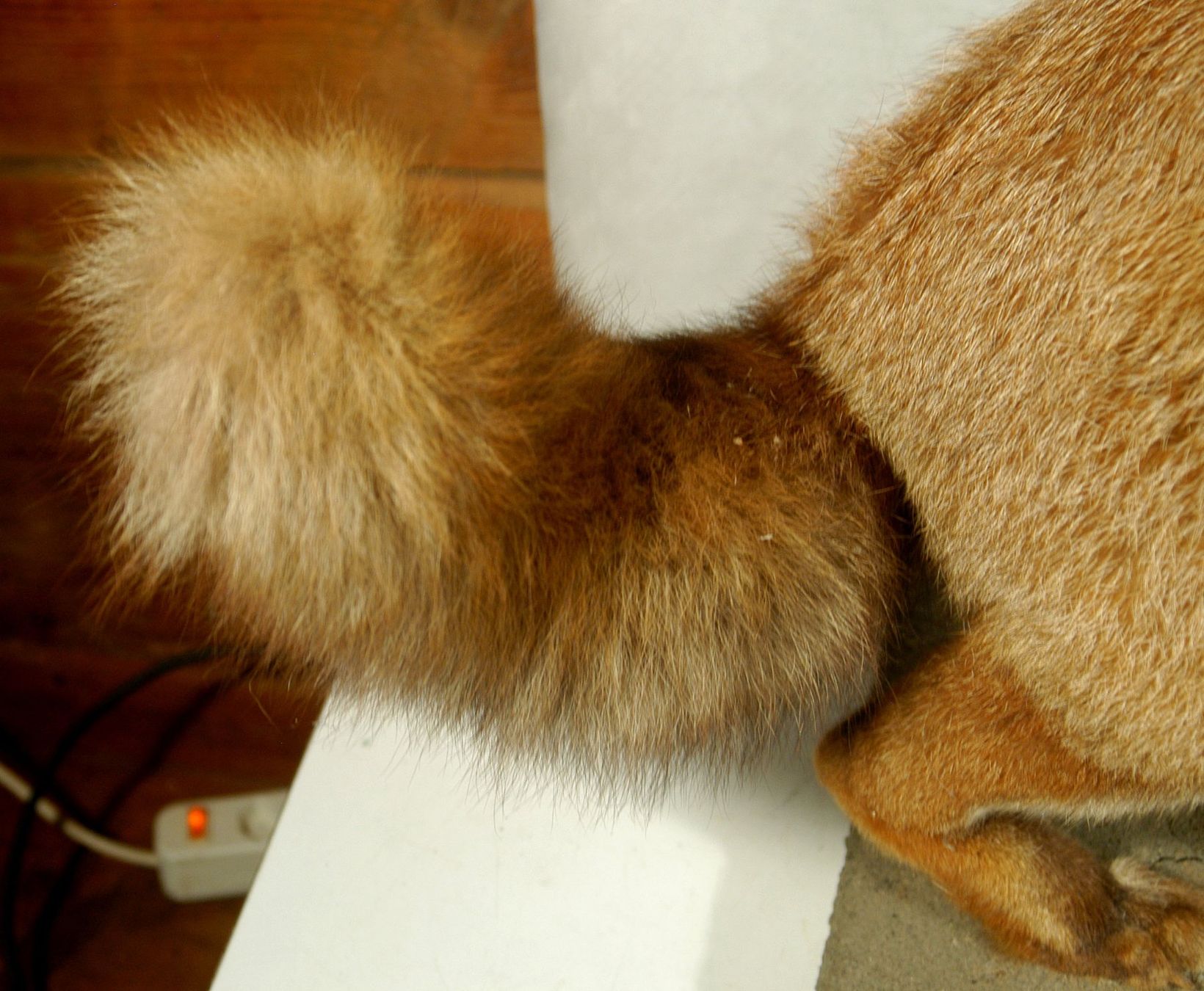 Il mondo degli animali: Fuchs Präparat – Usato da Herisau venduto da Wisen 3