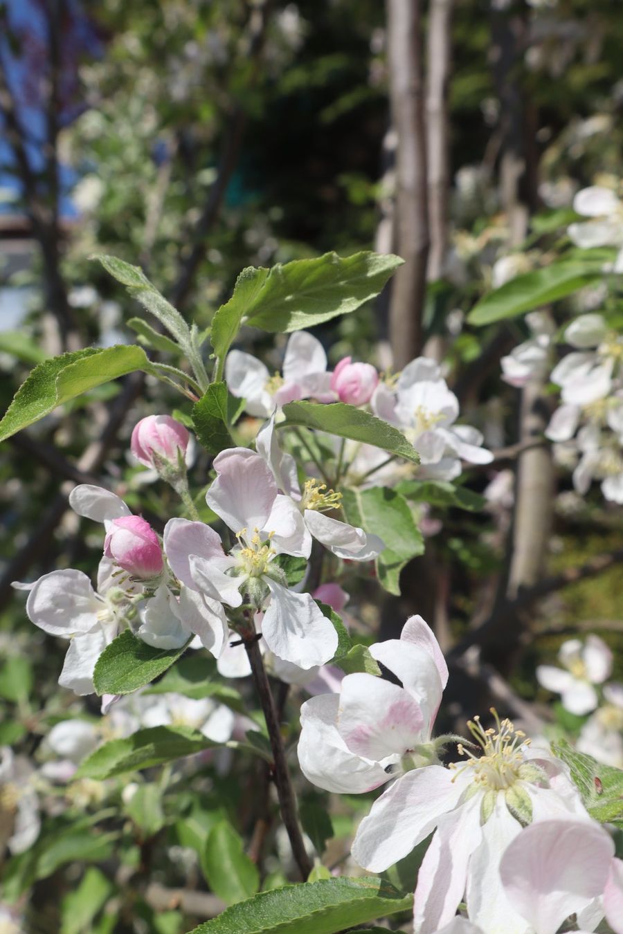 Pflanzen & Samen: Apfelbaum "Gala" – Neu (gemäss Beschreibung) aus Sursee von pflugshaupt01 1
