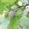 Piante & sementi: MURIER BLANC  (Arbre fruitier)  20-30cm – Nuovo (secondo la descrizione) da Bremblens venduto da FIBONACCI369 2
