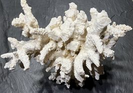 Arbre de corail blanc 100% naturel, années 1970