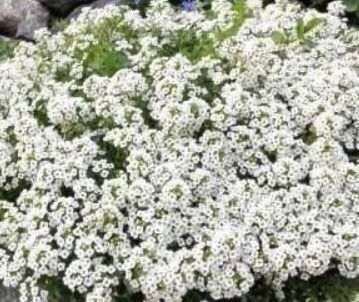 Piante & sementi: 100 SAMEN STEINKRAUT WEISS ALYSSE BLANC ALYSSO BIANCO – Nuovo e nell'imballaggio originale da Rovio venduto da POSITIFFARTandPLANTS 1